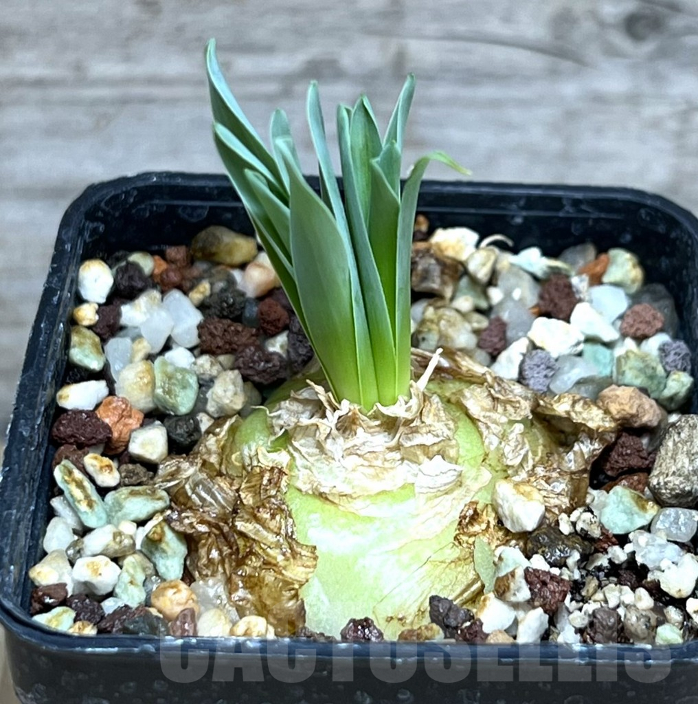 SHPR30603 Albuca concordiana