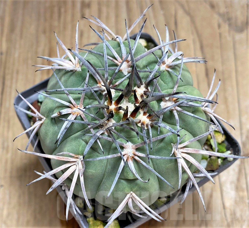 SHPR31215 Gymnocalycium spegazzinii v. major - Image 2