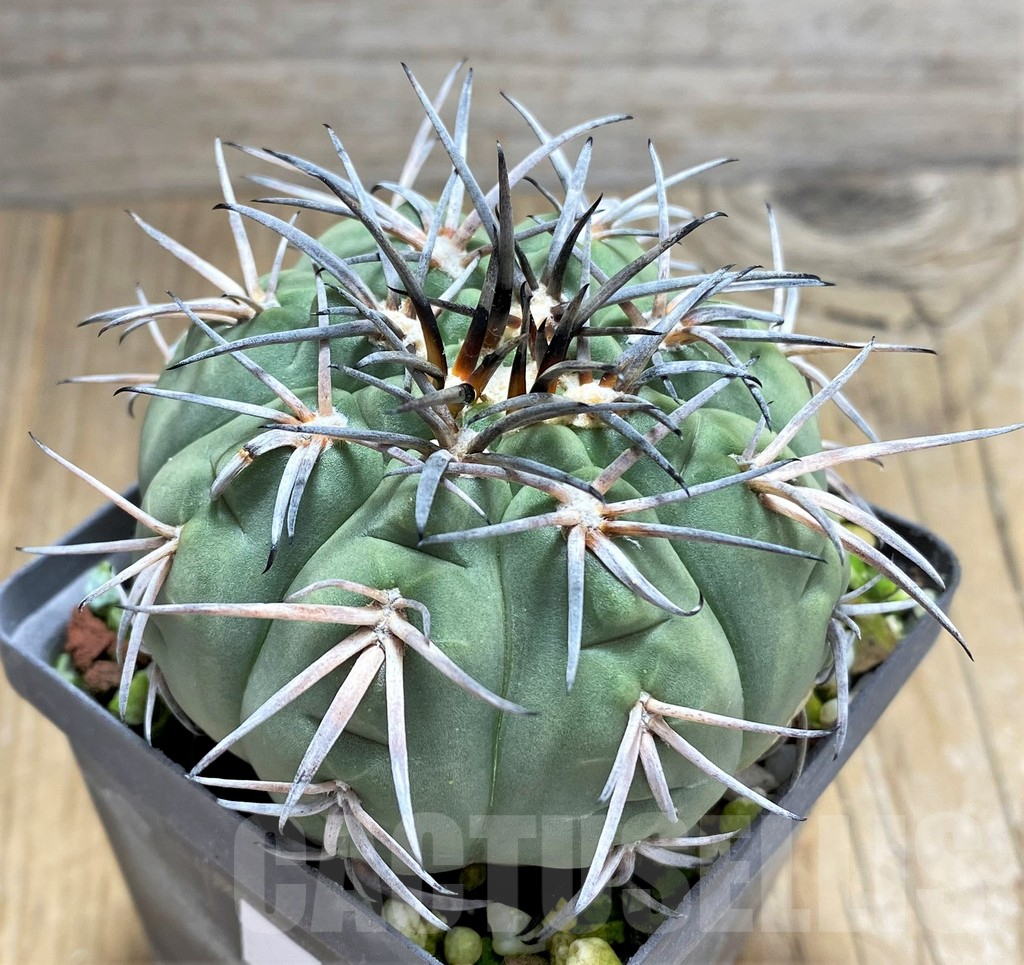 SHPR31215 Gymnocalycium spegazzinii v. major
