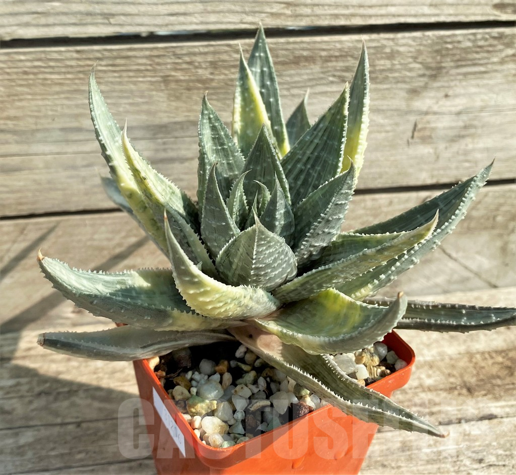 SHPR31216 Gasteraloe beguinii f. variegata, silver - Image 2