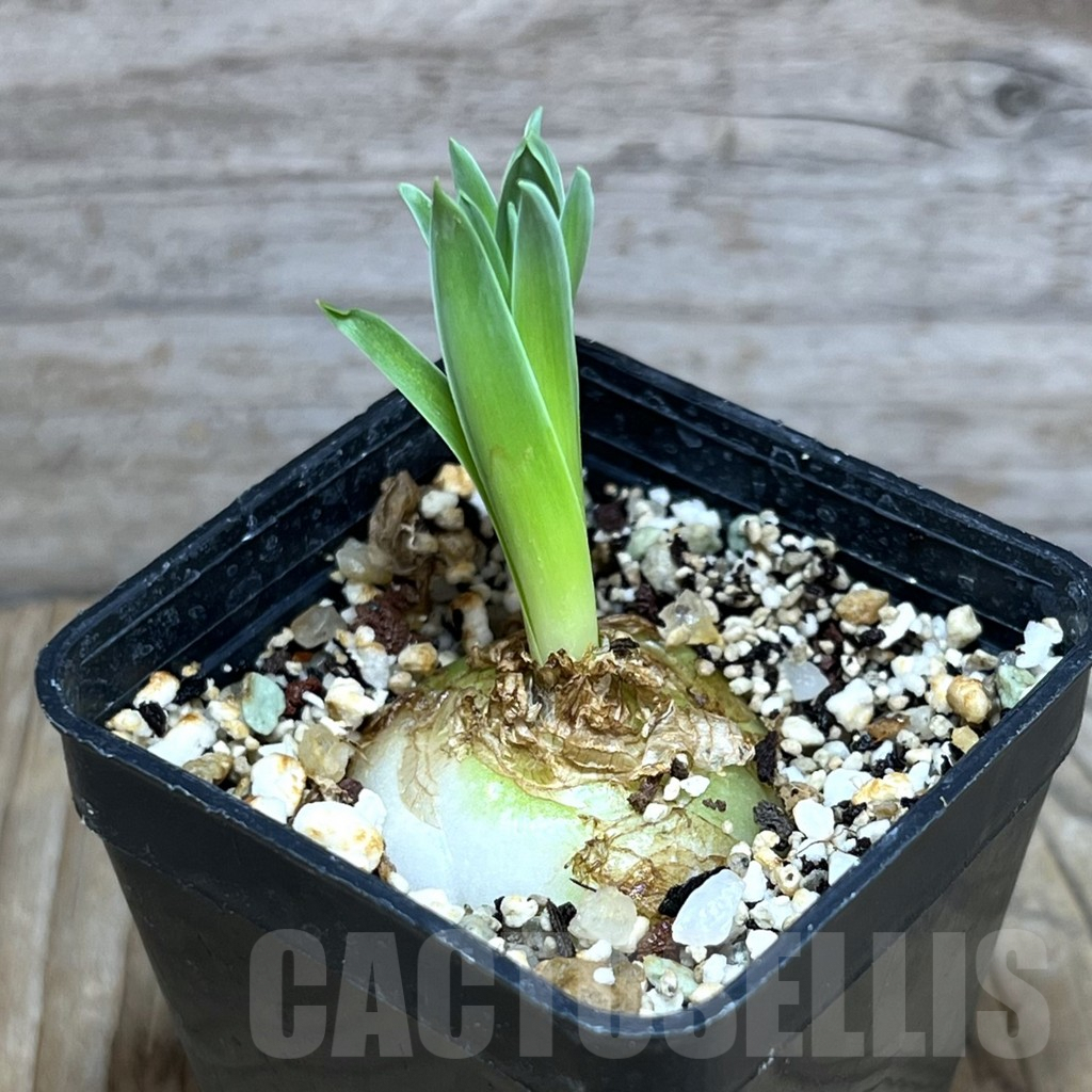 SHPR30604 Albuca concordiana