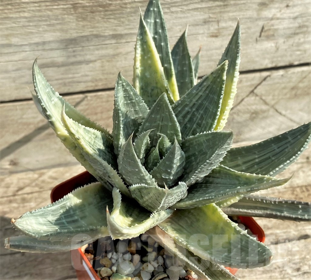 SHPR31216 Gasteraloe beguinii f. variegata, silver