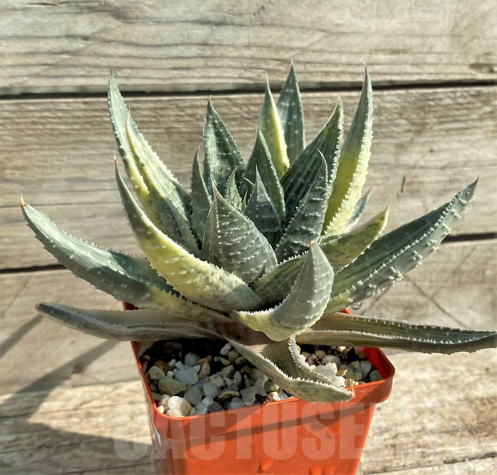 SHPR31216 Gasteraloe beguinii f. variegata, silver - Image 3