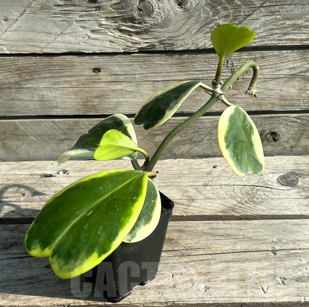 SHPR30648 Hoya kerrii f. variegata - Image 2