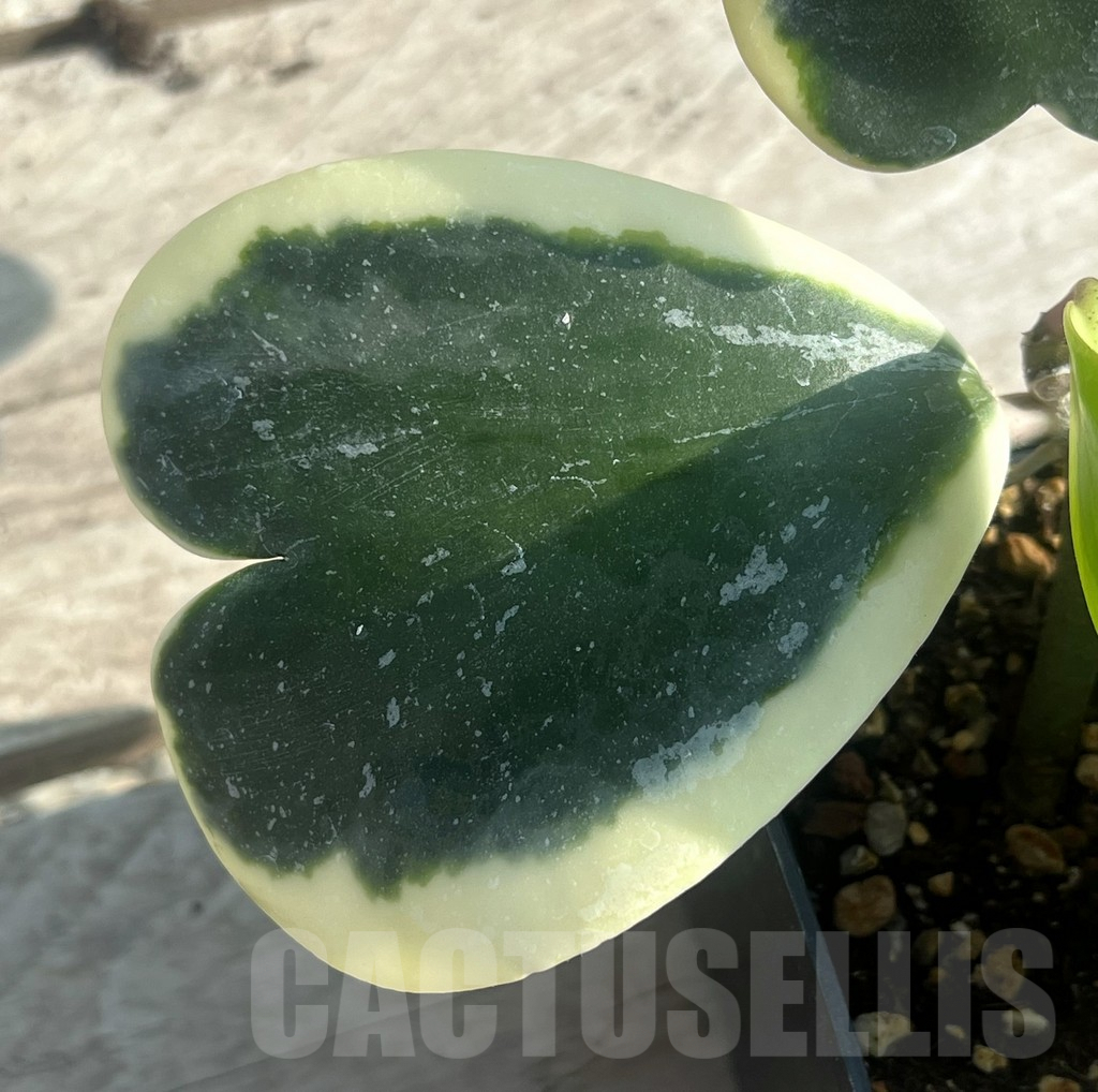 SHPR30648 Hoya kerrii f. variegata - Image 3