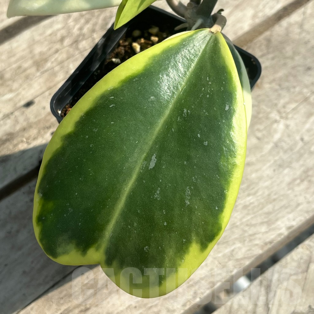 SHPR30648 Hoya kerrii f. variegata