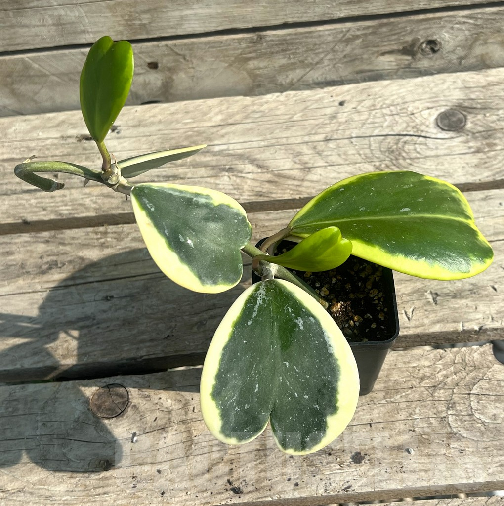 SHPR30649 Hoya kerrii f. variegata - Image 3