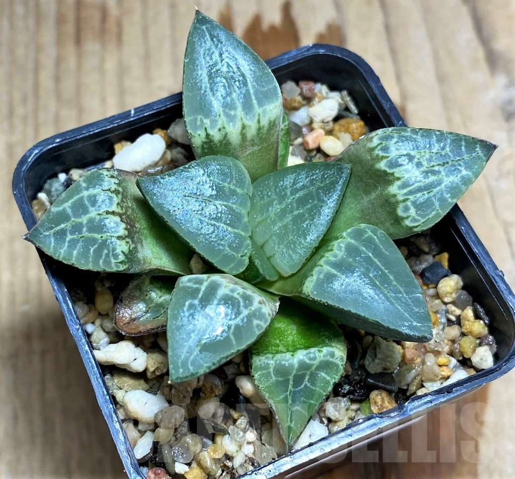SHPR31217 Haworthia correcta 'Hanakage'