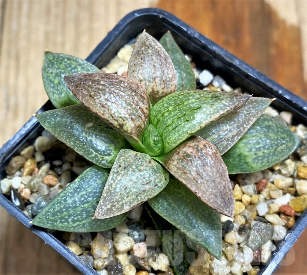 SHPR31218 Haworthia emelyae - Image 2
