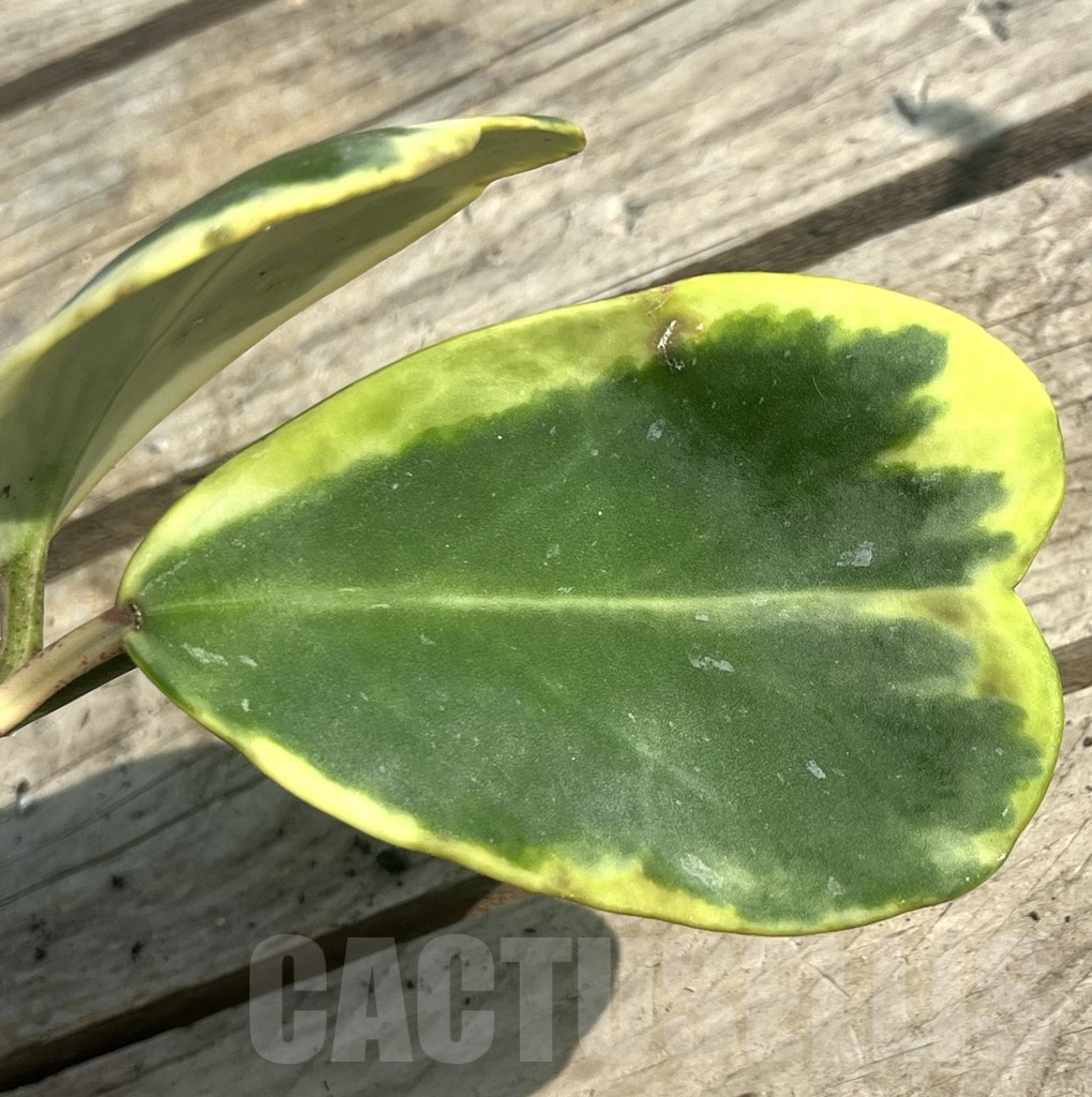 SHPR30649 Hoya kerrii f. variegata - Image 2