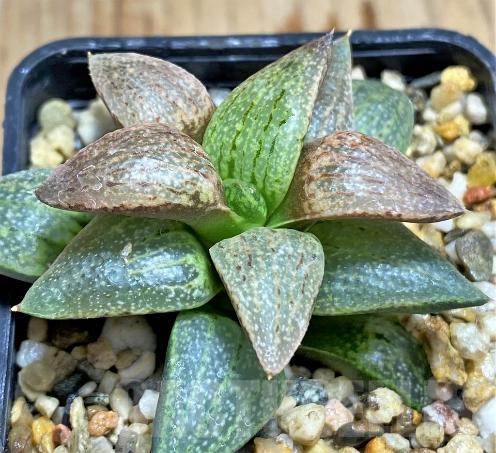 SHPR31218 Haworthia emelyae