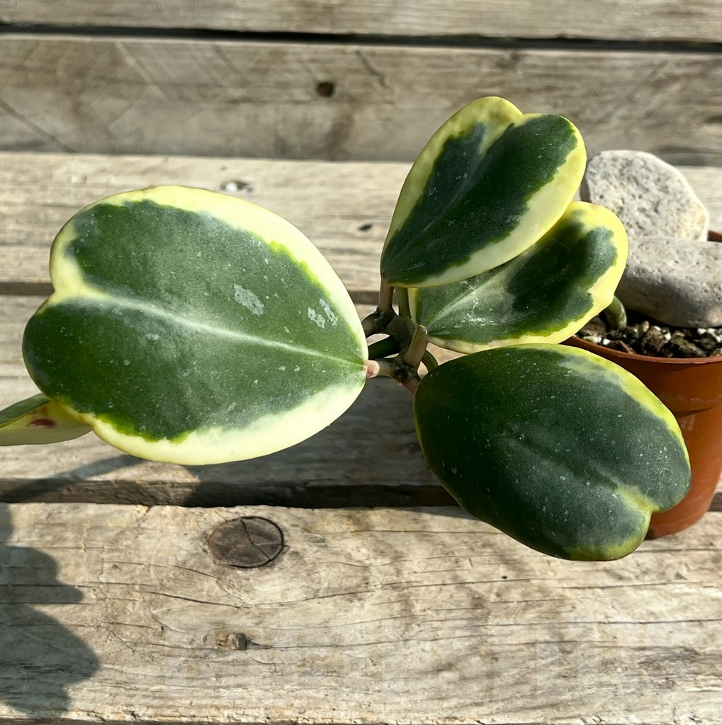 SHPR30649 Hoya kerrii f. variegata