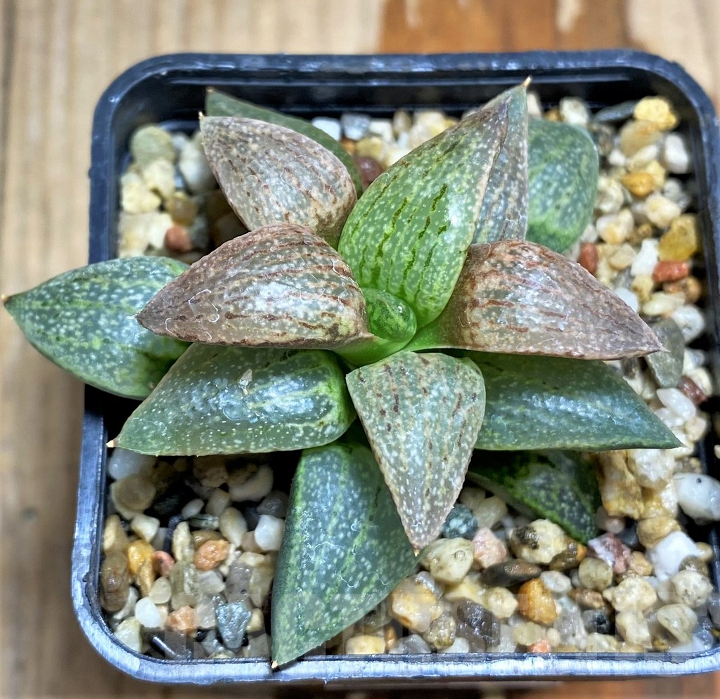 SHPR31218 Haworthia emelyae - Image 3