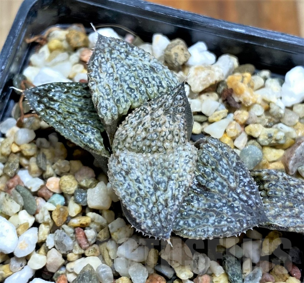 SHPR31220 Haworthia splendens "Silver Splendour" GM 452
