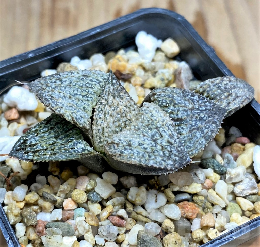 SHPR31220 Haworthia splendens "Silver Splendour" GM 452 - Image 2