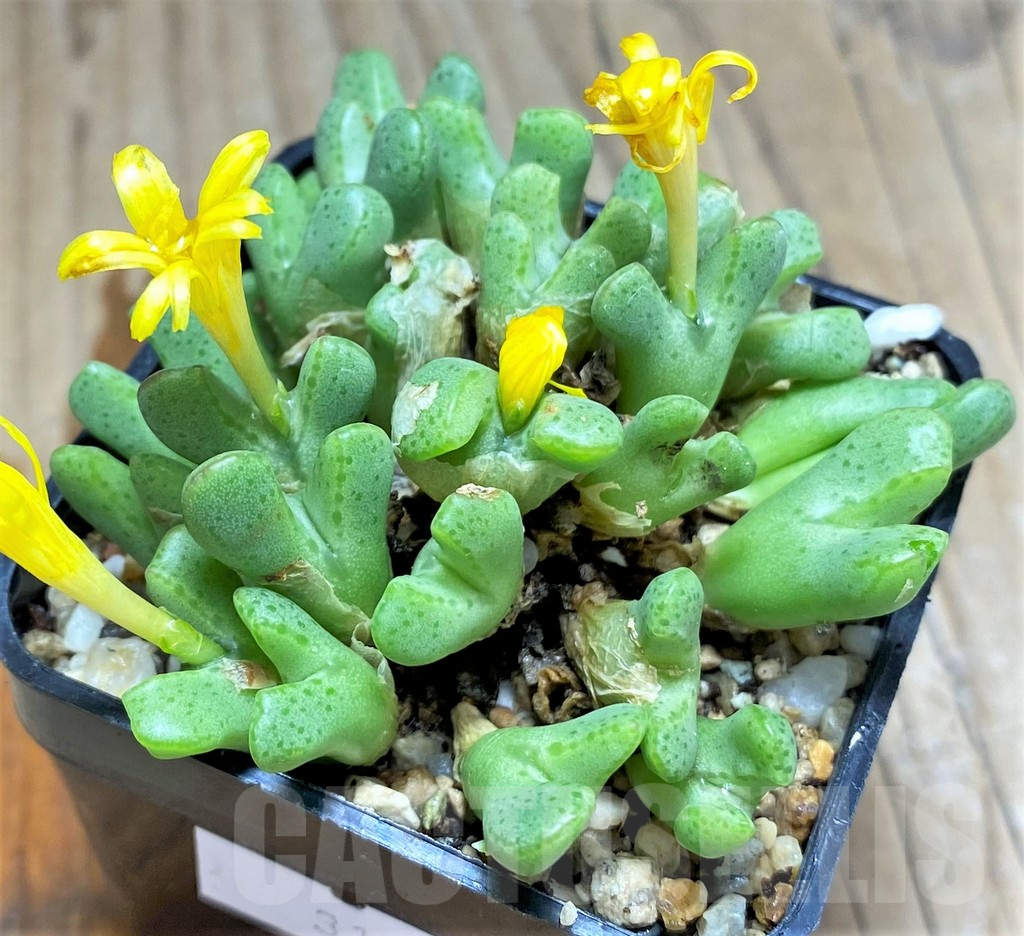 SHPR31222 Conophytum tantillum ssp. inexpectatum - 画像 (2)