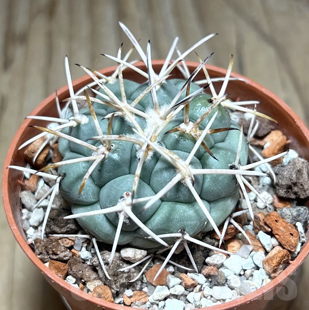 SHPR30609 Coryphantha poselgeriana