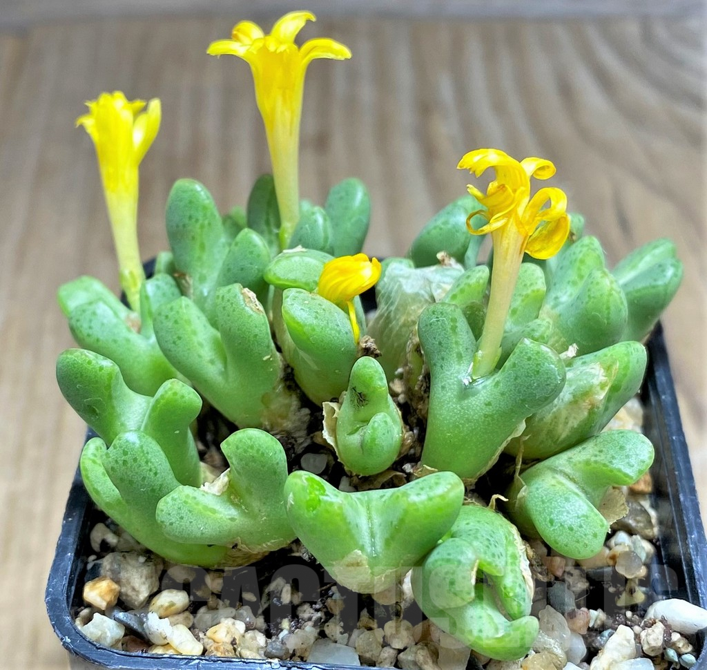 SHPR31222 Conophytum tantillum ssp. inexpectatum - 画像 (3)