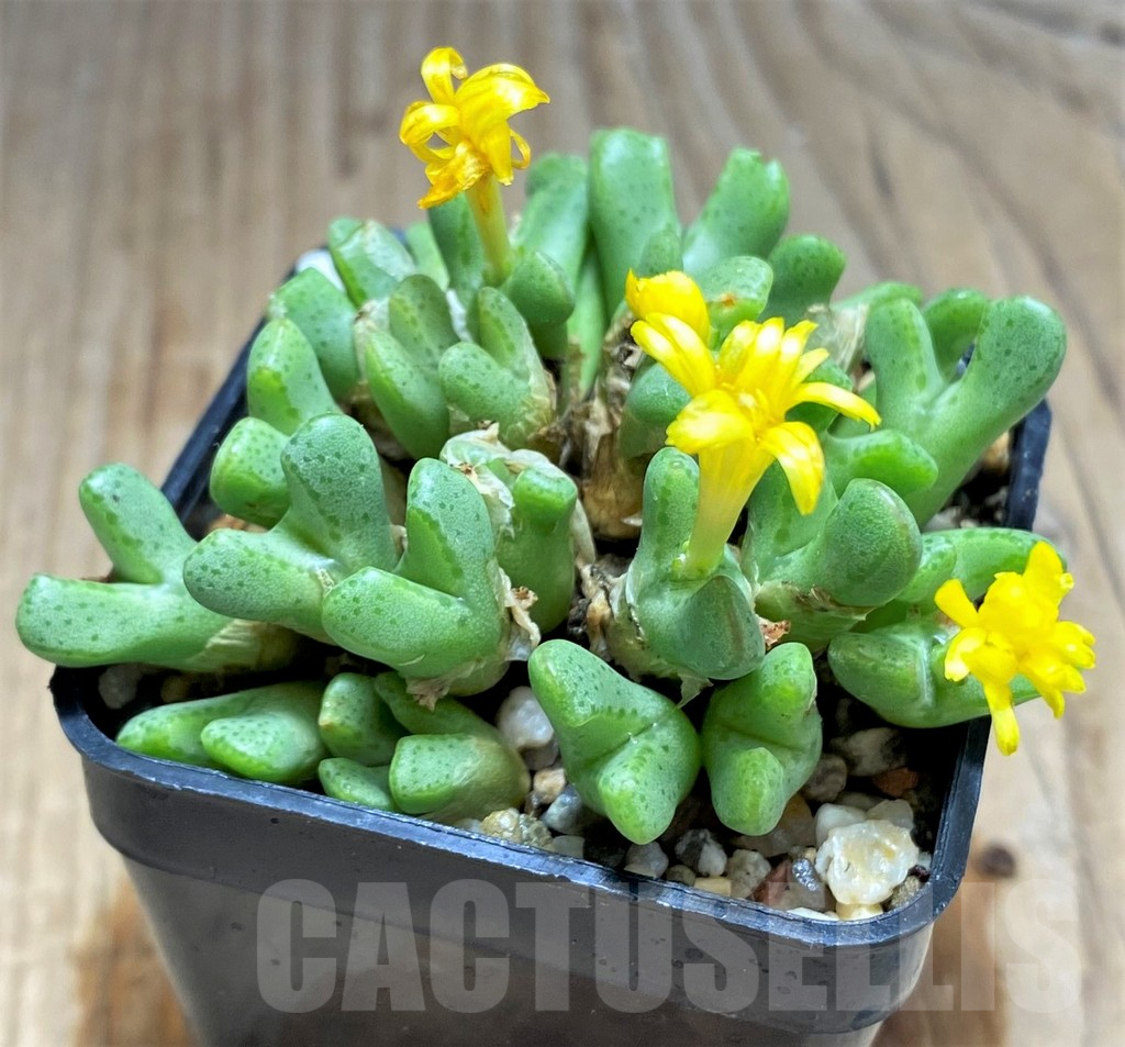 SHPR31222 Conophytum tantillum ssp. inexpectatum