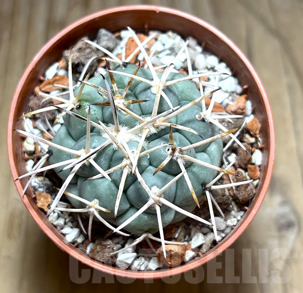 SHPR30609 Coryphantha poselgeriana - Obrázek 2