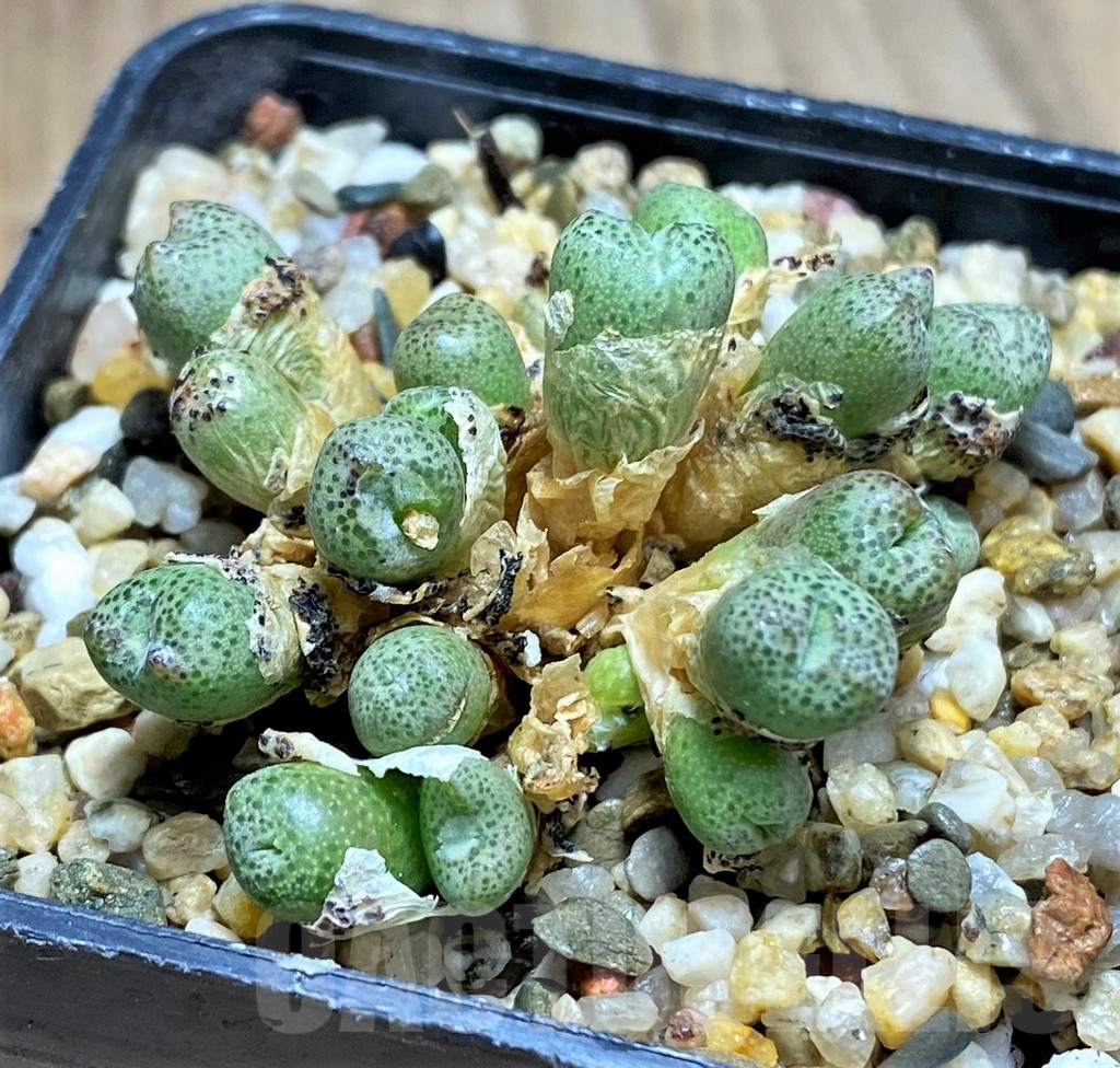 SHPR31223 Conophytum roodiae -North-East of Silverfontein-