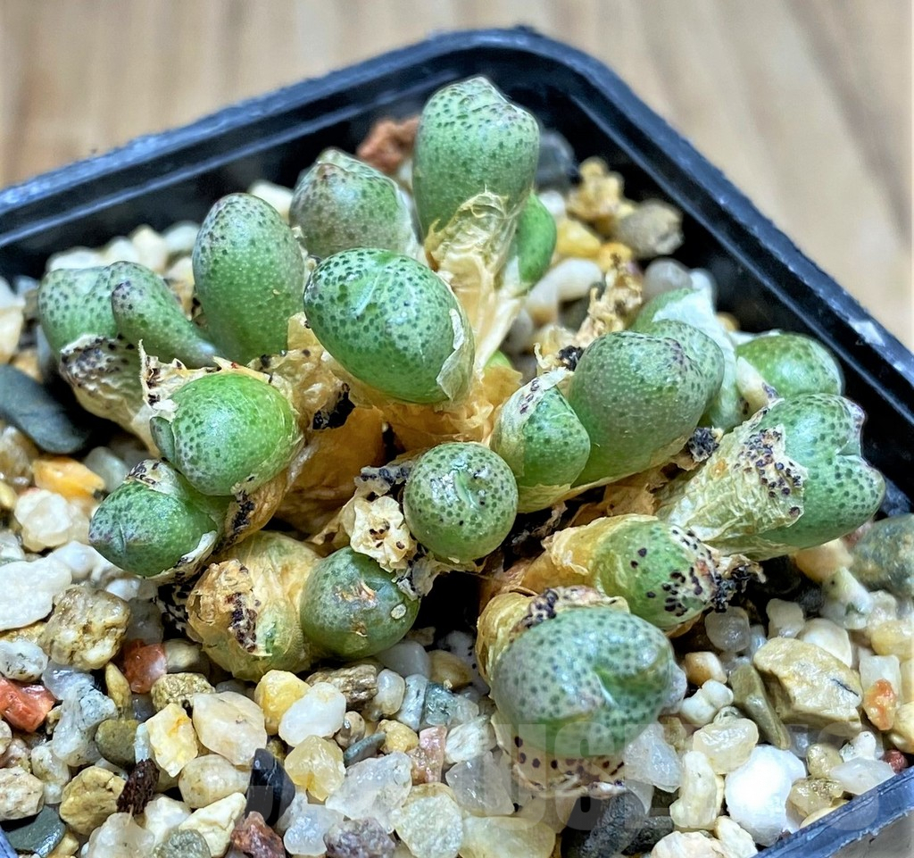 SHPR31223 Conophytum roodiae -North-East of Silverfontein- - 画像 (2)