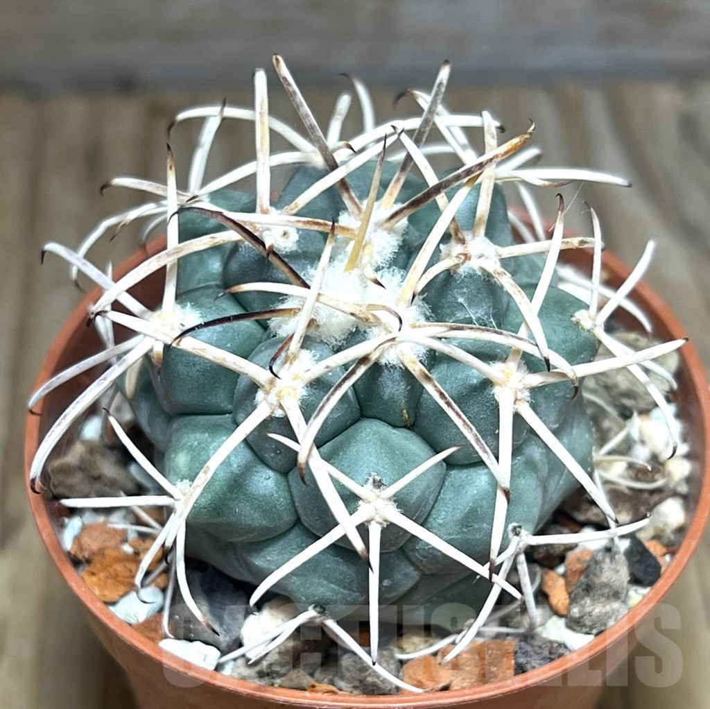SHPR30610 Coryphantha poselgeriana