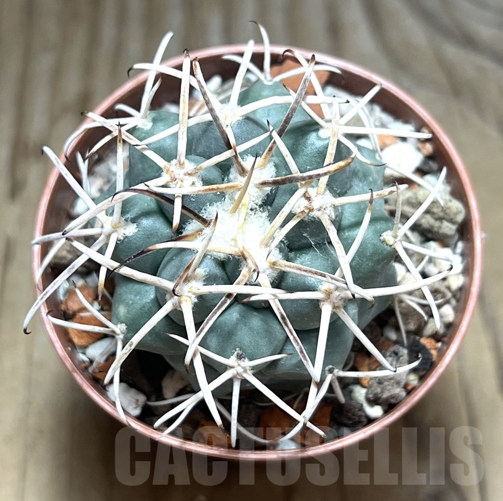 SHPR30610 Coryphantha poselgeriana - Imagen 2