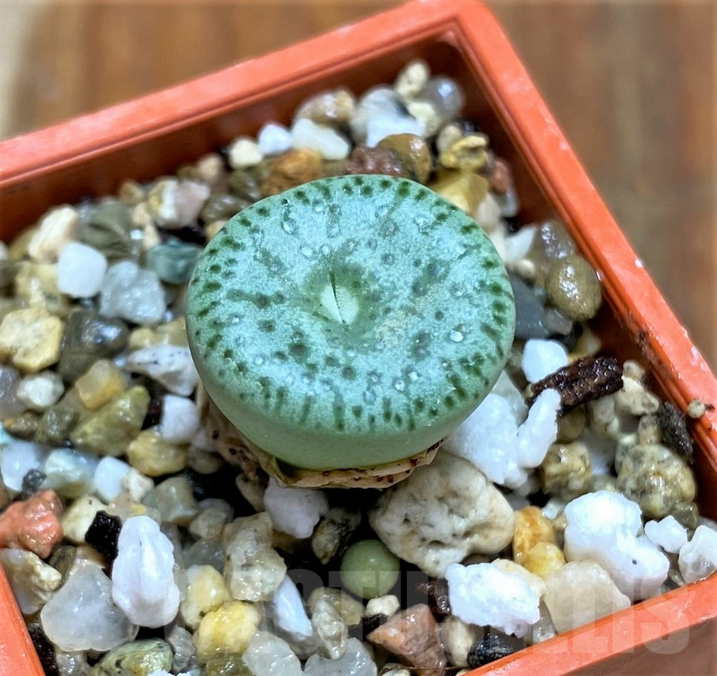 SHPR31224 Conophytum obcordellum declinatum