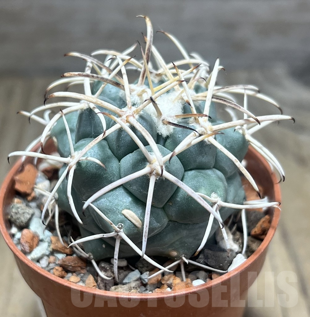 SHPR30610 Coryphantha poselgeriana - Imagen 3
