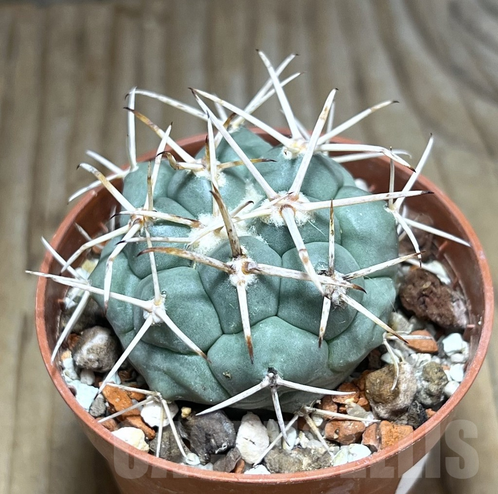 SHPR30611 Coryphantha poselgeriana