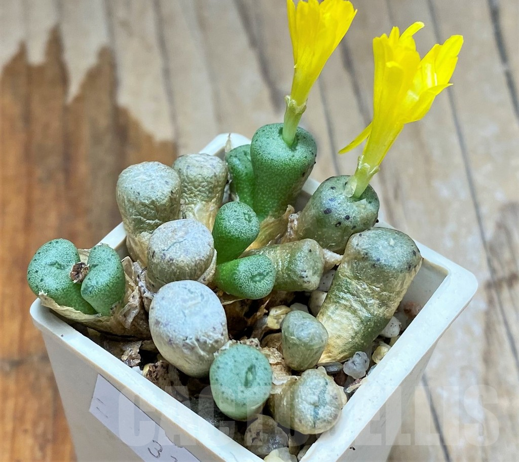 SHPR31225 Conophytum aff. meyeri