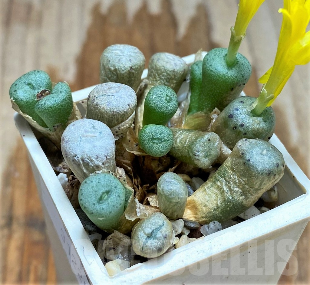 SHPR31225 Conophytum aff. meyeri - Image 2