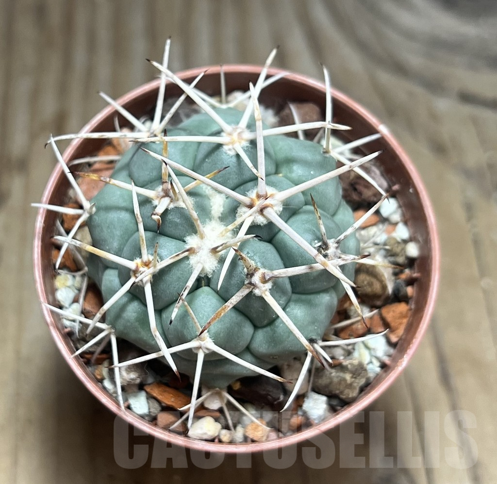 SHPR30611 Coryphantha poselgeriana - Imagen 2