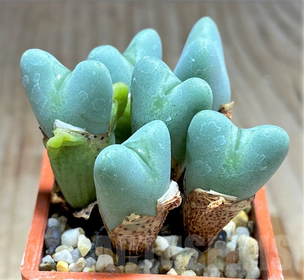 SHPR31226 Conophytum frutescens - 画像 (2)