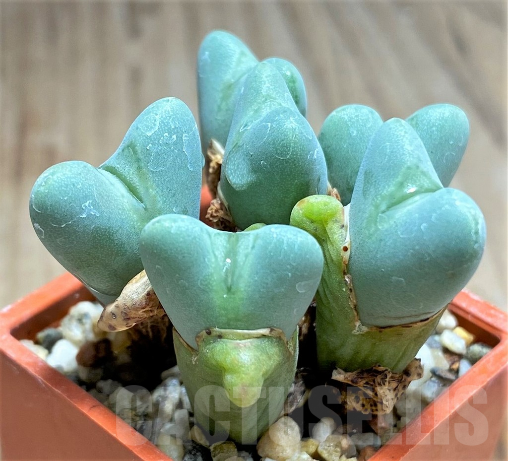 SHPR31226 Conophytum frutescens - 画像 (3)