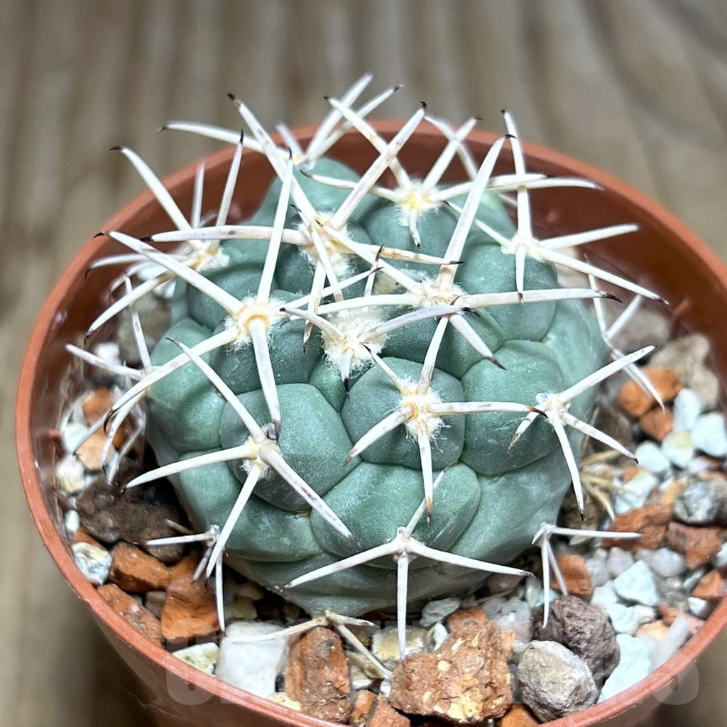 SHPR30612 Coryphantha poselgeriana