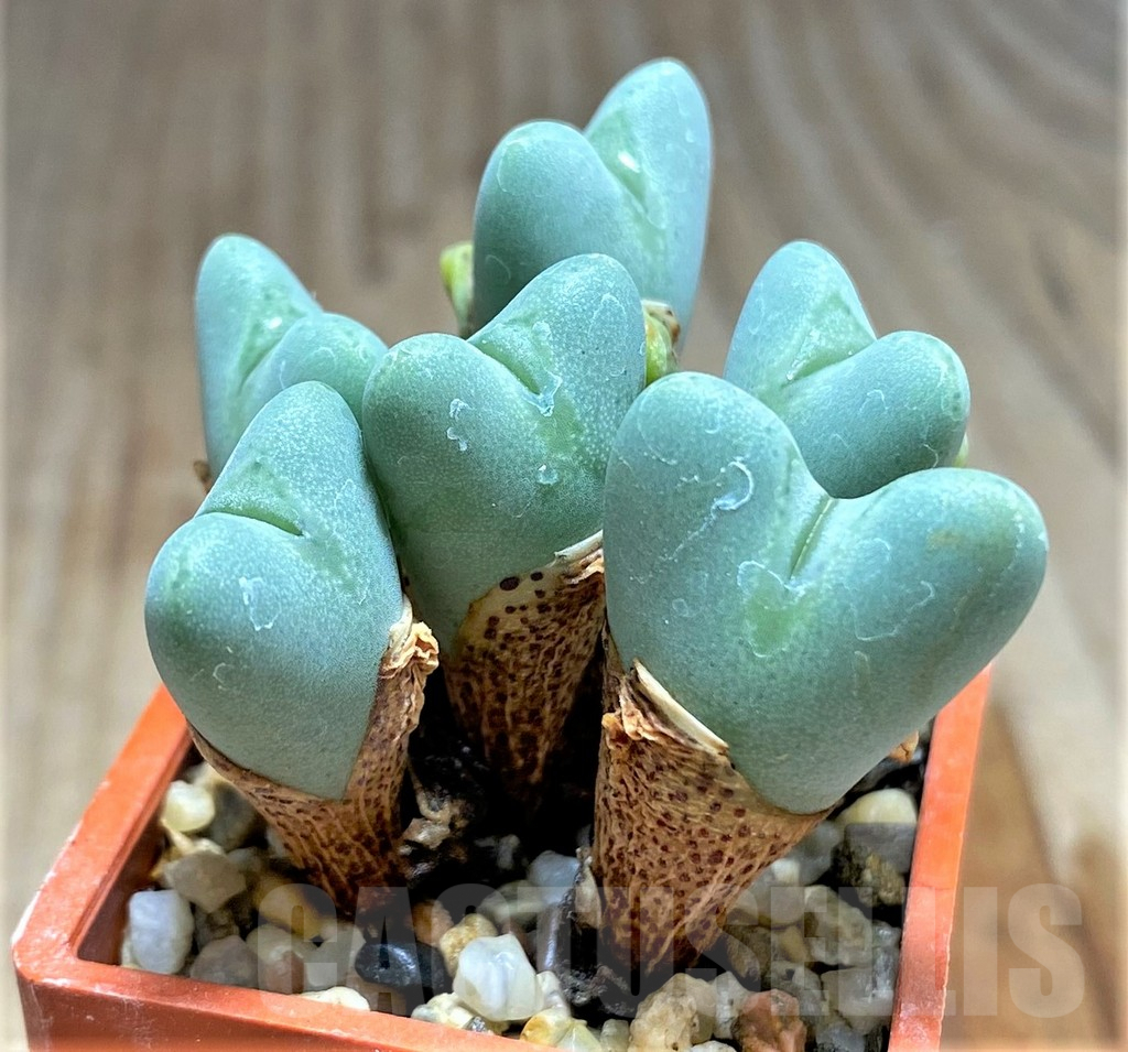 SHPR31226 Conophytum frutescens