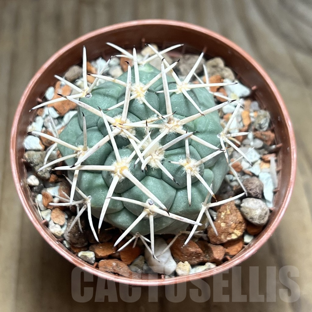 SHPR30612 Coryphantha poselgeriana - Imagen 2