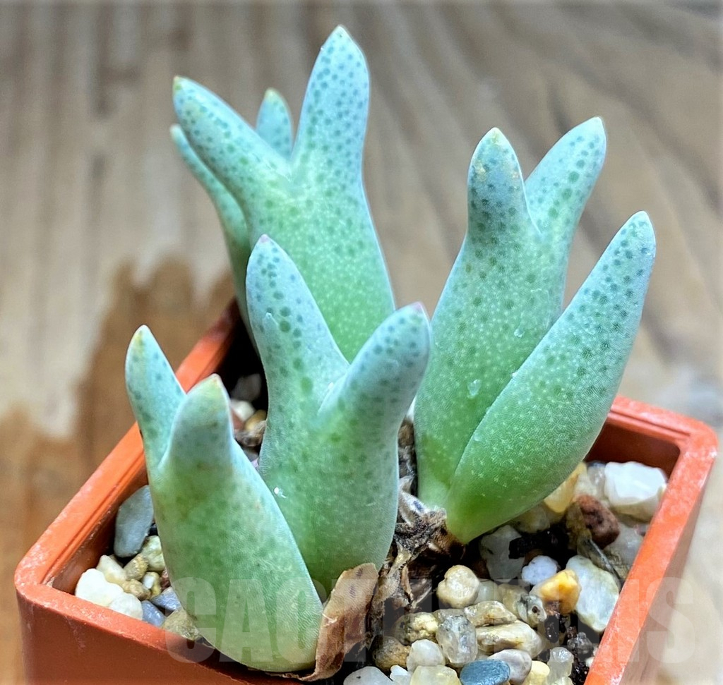 SHPR31227 Conophytum blandum - 画像 (2)