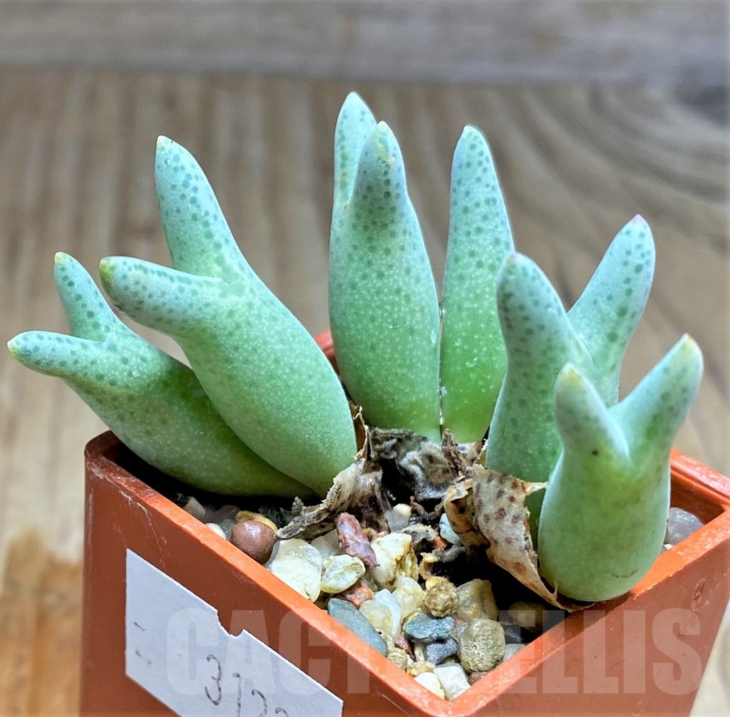 SHPR31227 Conophytum blandum - 画像 (3)