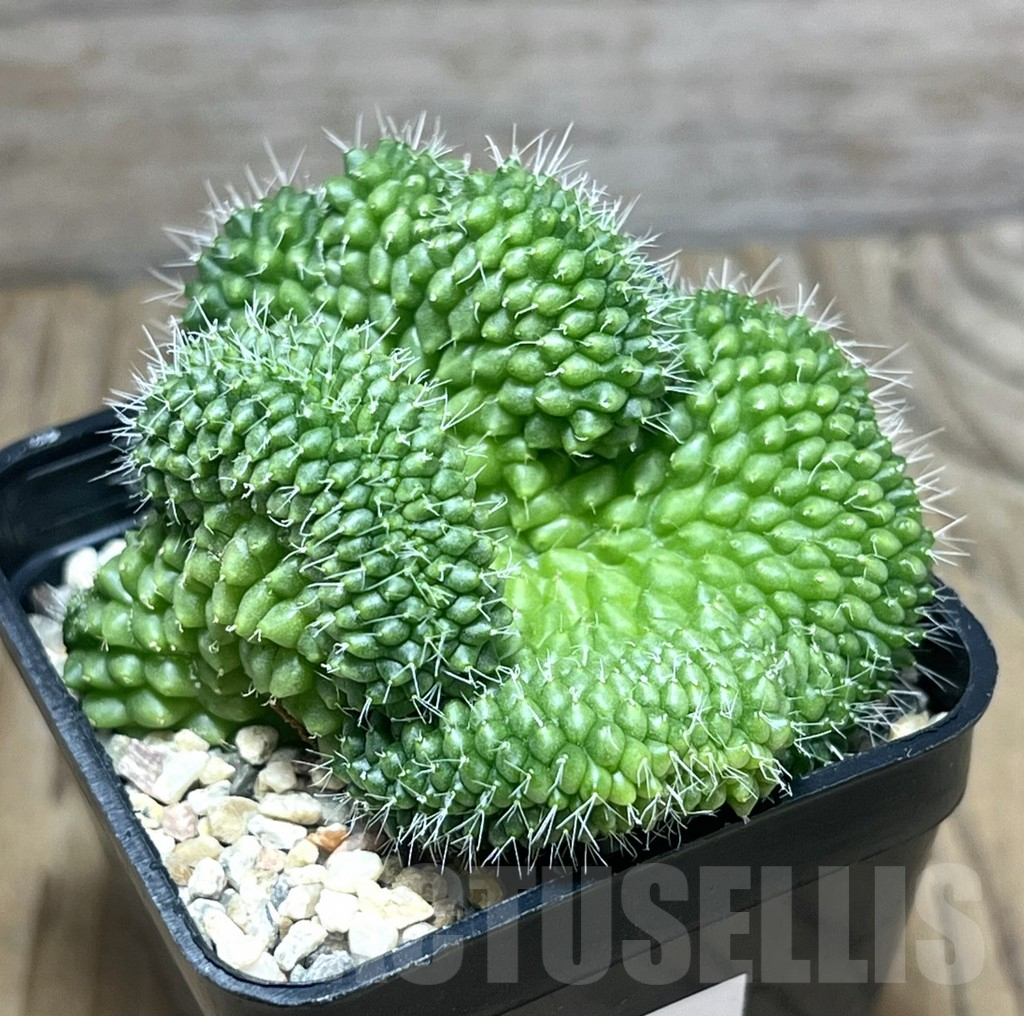 SHPR30613 Mammillaria bucareliensis f. cristata