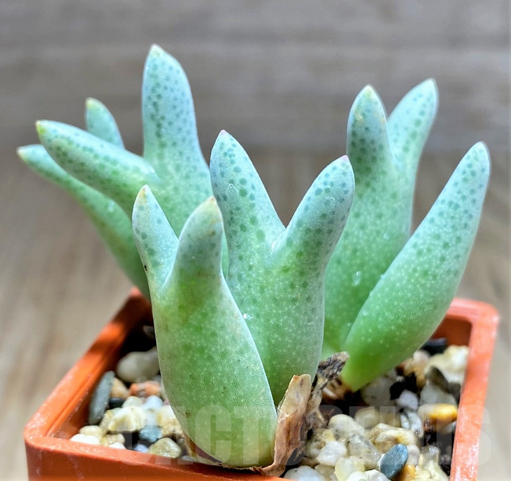 SHPR31227 Conophytum blandum