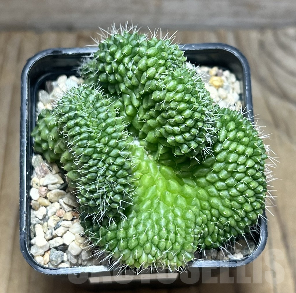 SHPR30613 Mammillaria bucareliensis f. cristata - Obrázek 2