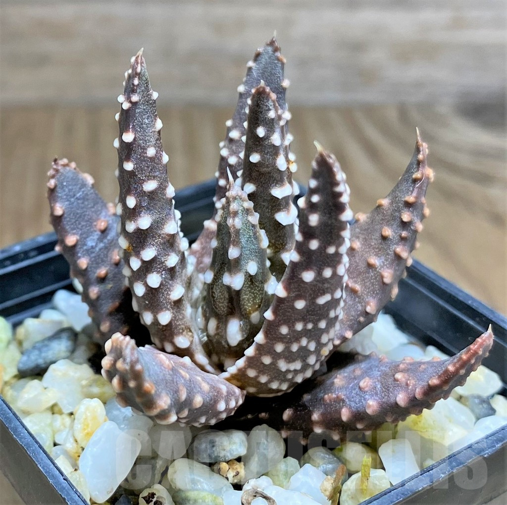 SHPR31229 Haworthia pumila