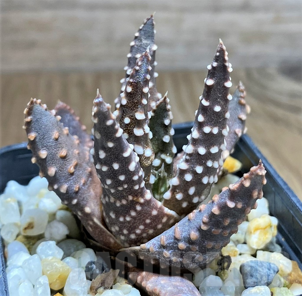 SHPR31229 Haworthia pumila – Bild 2