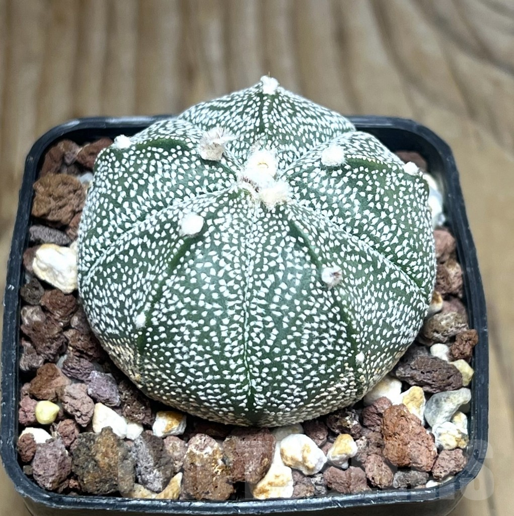 SHPR30615 astrophytum coahuilense x senile