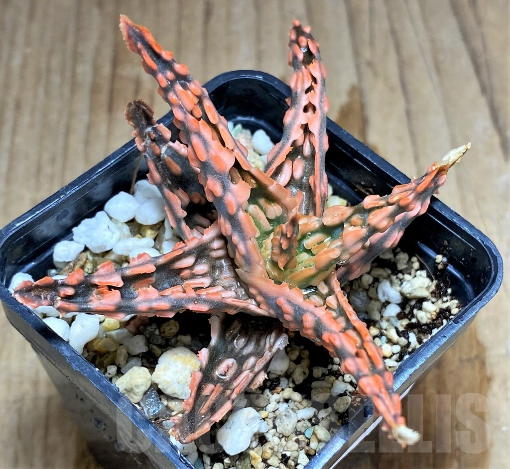 SHPR31230 Aloe TCT hybrid - Зображення 2