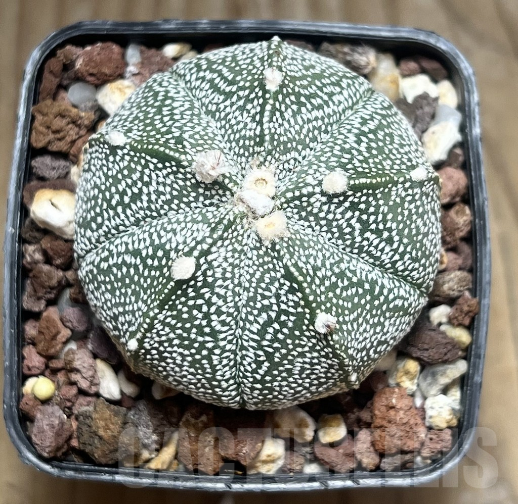 SHPR30615 astrophytum coahuilense x senile - Image 2