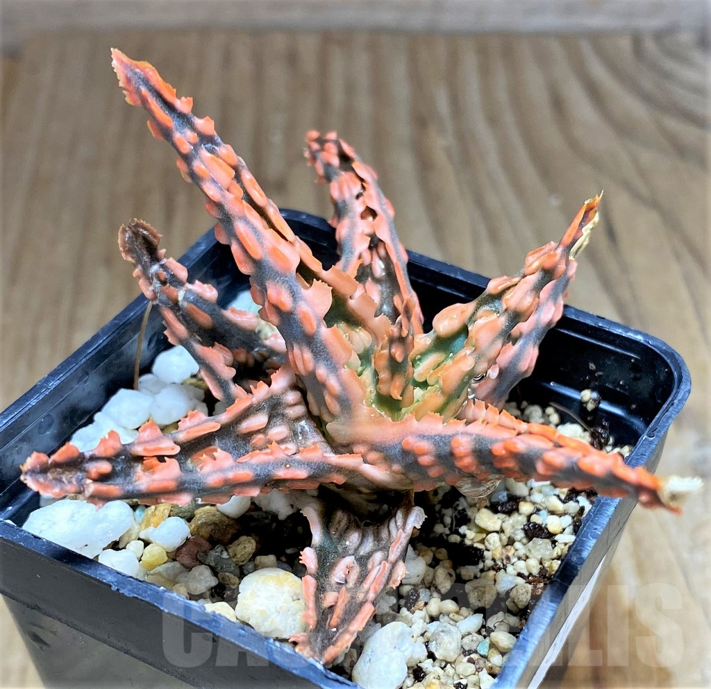 SHPR31230 Aloe TCT hybrid